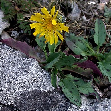 Hieracium cambricum unspecified picture