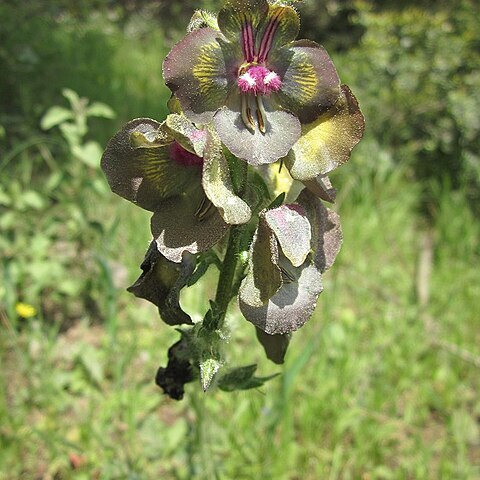 Verbascum bugulifolium unspecified picture