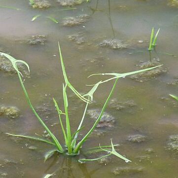 Sagittaria trifolia unspecified picture