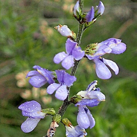 Otholobium racemosum unspecified picture