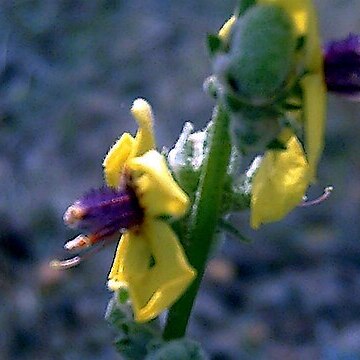 Verbascum rotundifolium unspecified picture