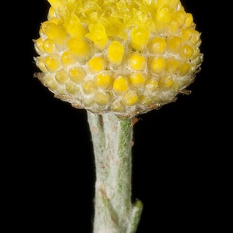 Triptilodiscus unspecified picture