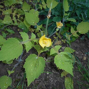 Stylophorum lasiocarpum unspecified picture