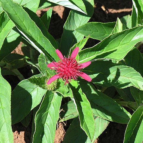 Erythrocephalum longifolium unspecified picture