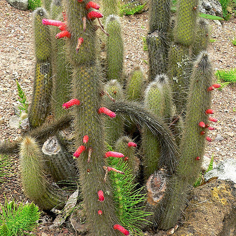 Cleistocactus hyalacanthus unspecified picture