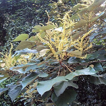 Mallotus tetracoccus unspecified picture
