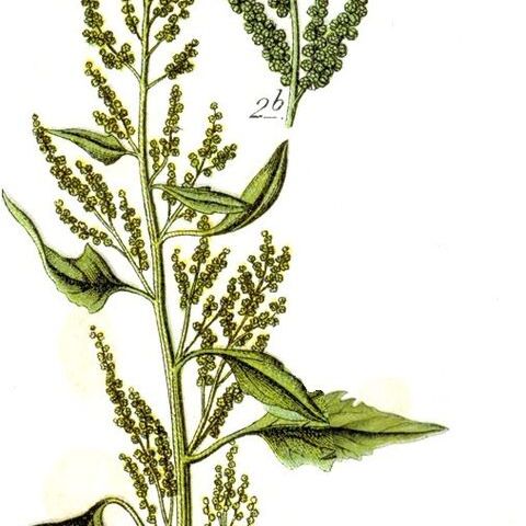 Chenopodium urbicum unspecified picture