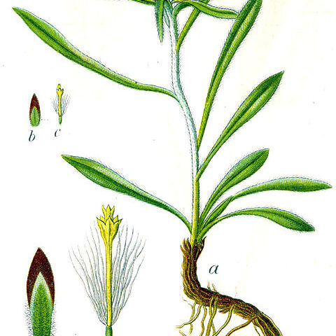 Omalotheca unspecified picture
