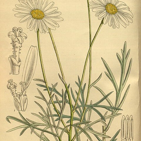 Argyranthemum foeniculaceum unspecified picture