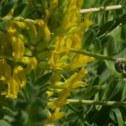 Astragalus macrocladus unspecified picture