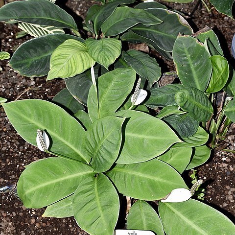 Spathiphyllum cuspidatum unspecified picture