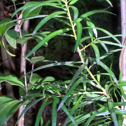 Podocarpus spinulosus unspecified picture