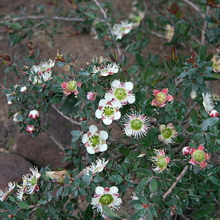 Leptospermum macrocarpum unspecified picture