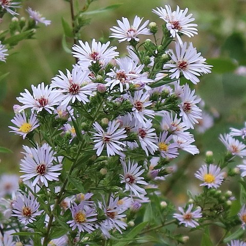 Symphyotrichum praealtum unspecified picture