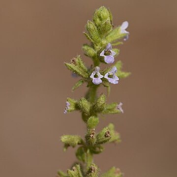 Salvia plebeia unspecified picture