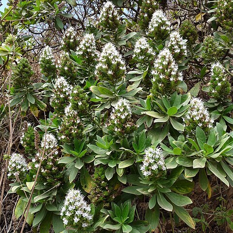 Echium hypertropicum unspecified picture