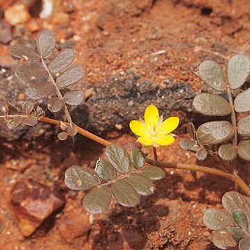 Tribulus astrocarpus unspecified picture