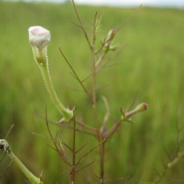 Rhamphicarpa unspecified picture