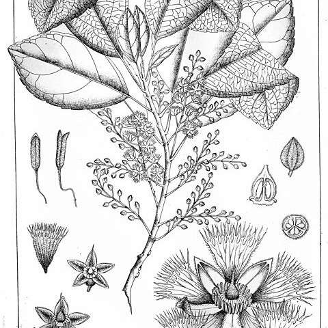 Elaeocarpus amoenus unspecified picture