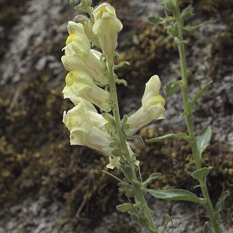 Antirrhinum meonanthum unspecified picture