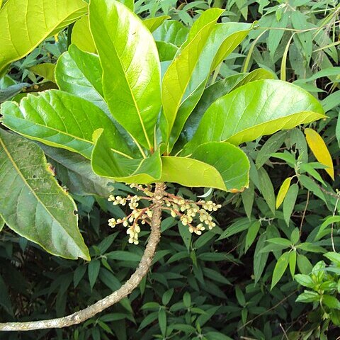 Elaeocarpus tuberculatus unspecified picture