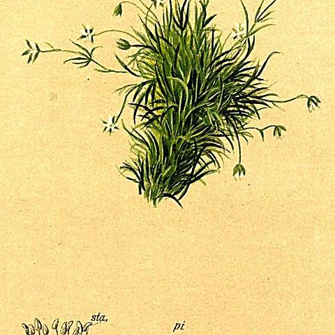Sagina saginoides subsp. nevadensis unspecified picture