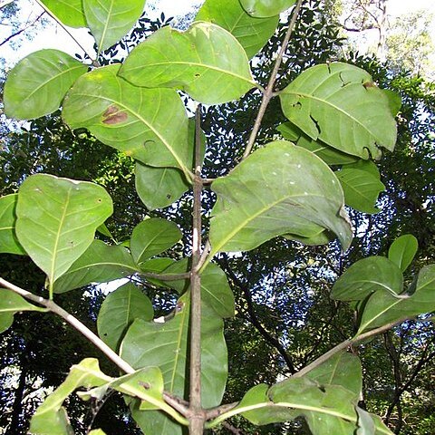 Atractocarpus benthamianus unspecified picture