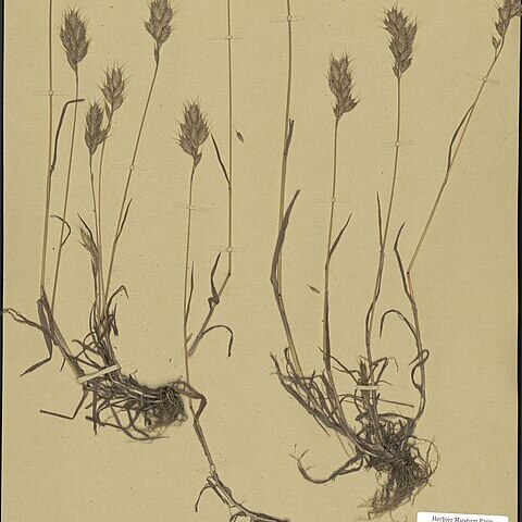Bromus lepidus unspecified picture