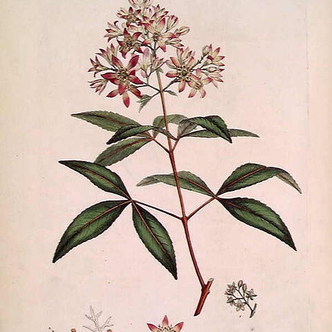 Cunoniaceae unspecified picture