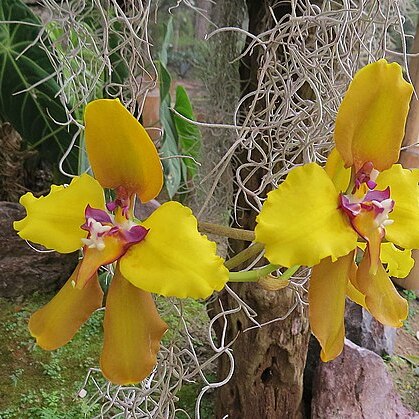 Cyrtochilum macranthum unspecified picture