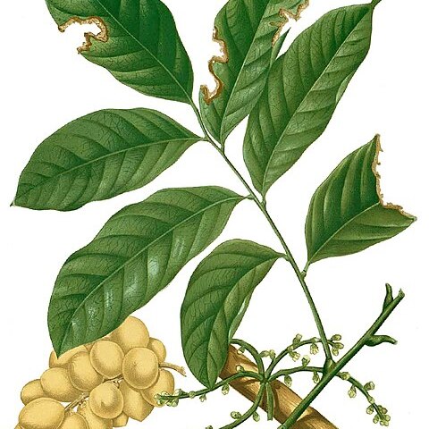Lansium unspecified picture