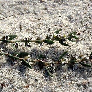 Polygonum oxyspermum subsp. raii unspecified picture
