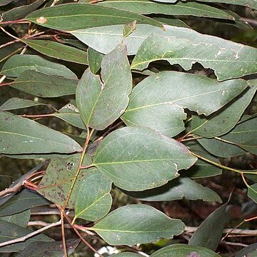 Eucalyptus bosistoana unspecified picture
