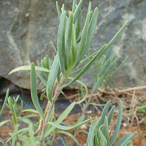 Dianthus juniperinus unspecified picture