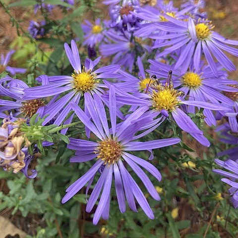 Symphyotrichum grandiflorum unspecified picture