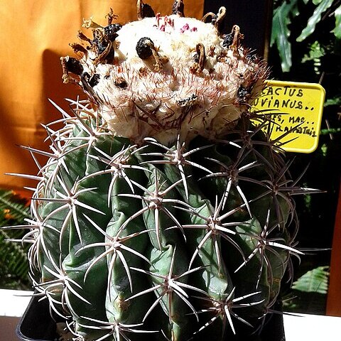 Melocactus peruvianus unspecified picture