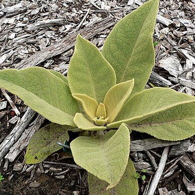 Verbascum epixanthinum unspecified picture