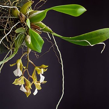 Rodriguezia brachystachys unspecified picture