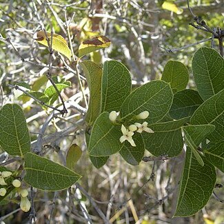 Caelospermum unspecified picture