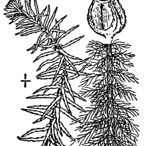 Myriophyllum pinnatum unspecified picture