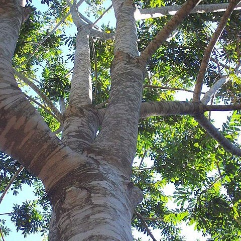 Dysoxylum rufum unspecified picture