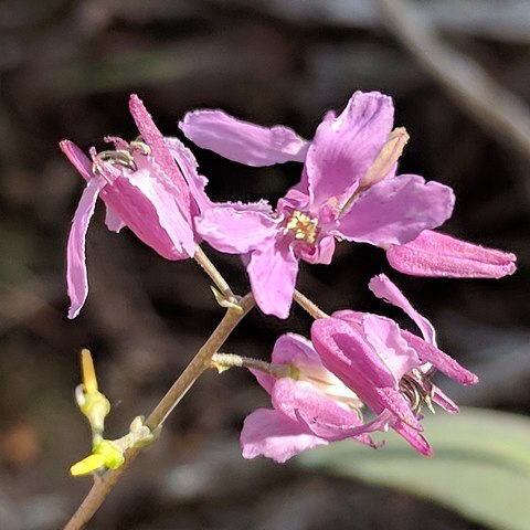 Streptanthus bracteatus unspecified picture
