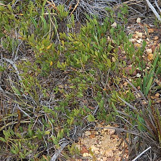 Otholobium lanceolatum unspecified picture