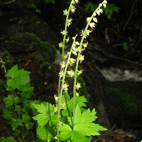 Mitella integripetala unspecified picture