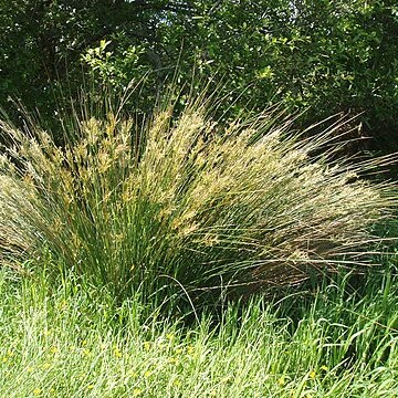 Juncus sarophorus unspecified picture
