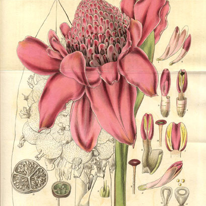 Amomum unspecified picture