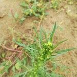 Artemisia biennis flower picture by K. O. Dudas (cc-by-sa)