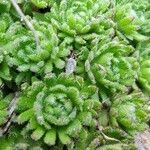 Saxifraga nevadensis leaf picture by Pulido Mario (cc-by-sa)