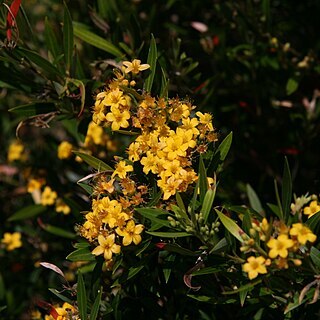 Tristania unspecified picture