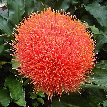 Scadoxus puniceus unspecified picture